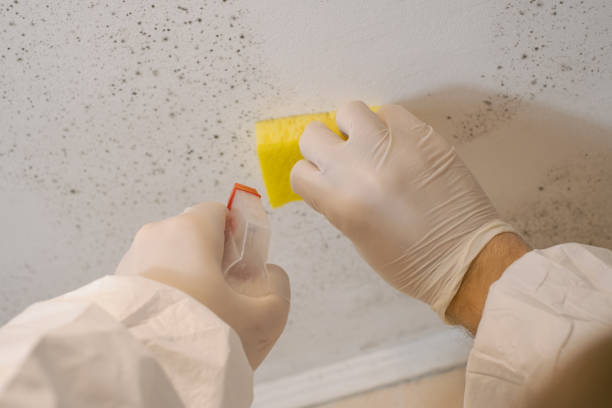 Best Mold Odor Removal Services  in Camp Verde, AZ